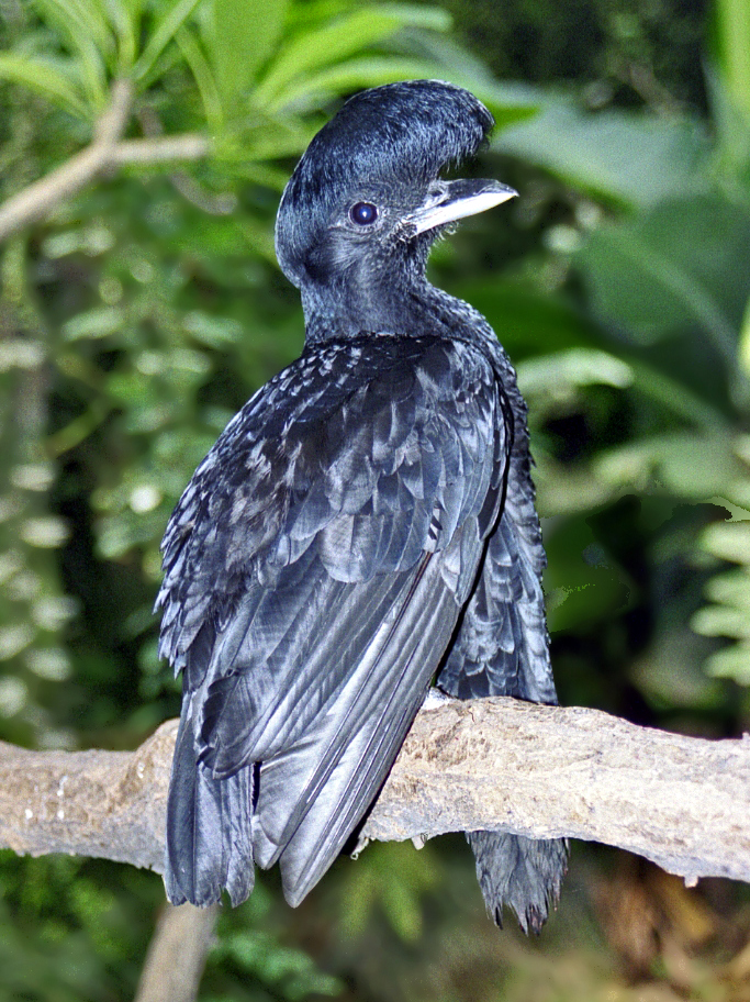 Long-wattled Umbrellabird wallpaper