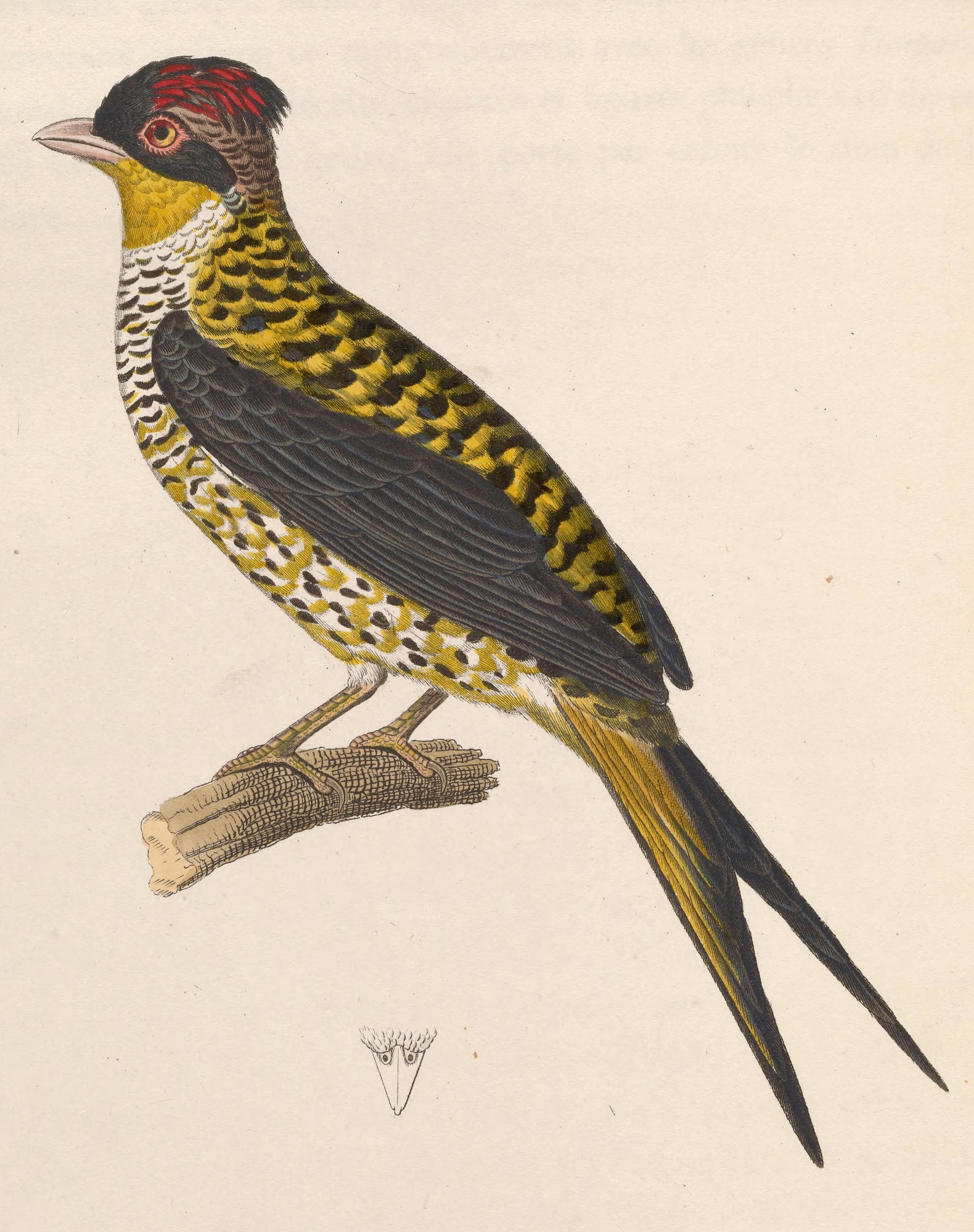 Swallow-tailed Cotinga wallpaper