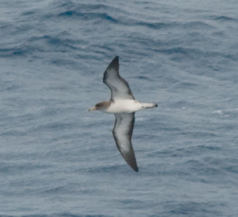 Cory's Shearwater wallpaper