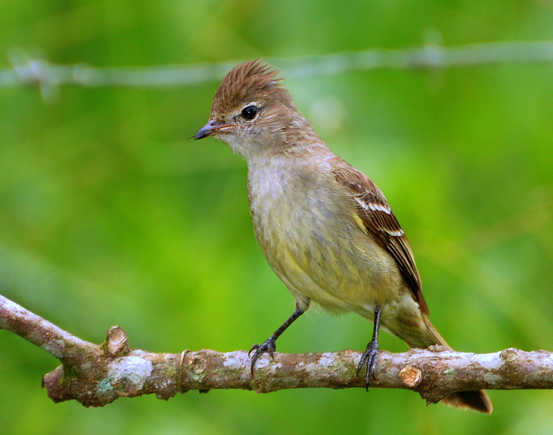 Yellow-bellied Elaenia wallpaper