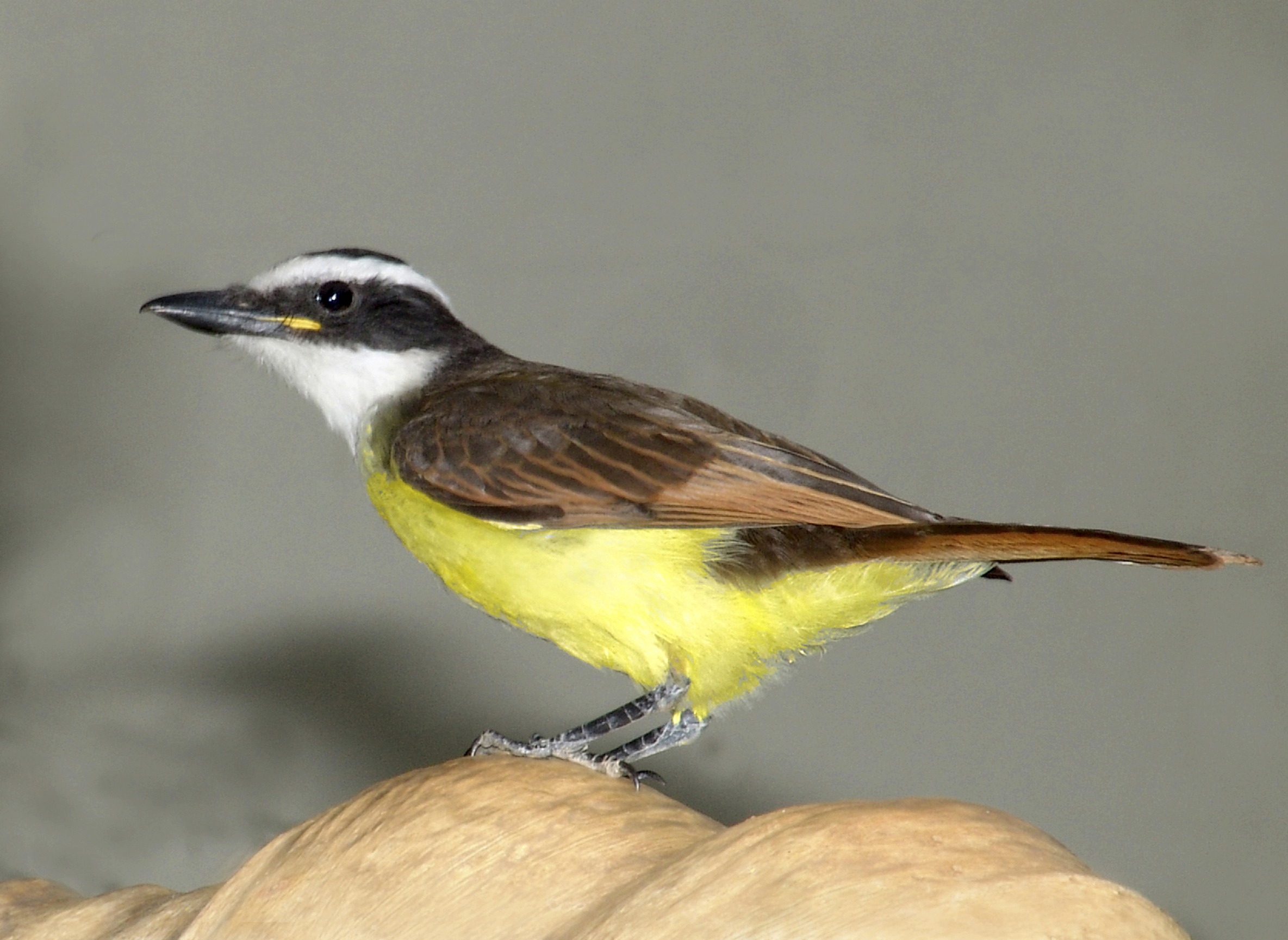 Chapada Flycatcher wallpaper