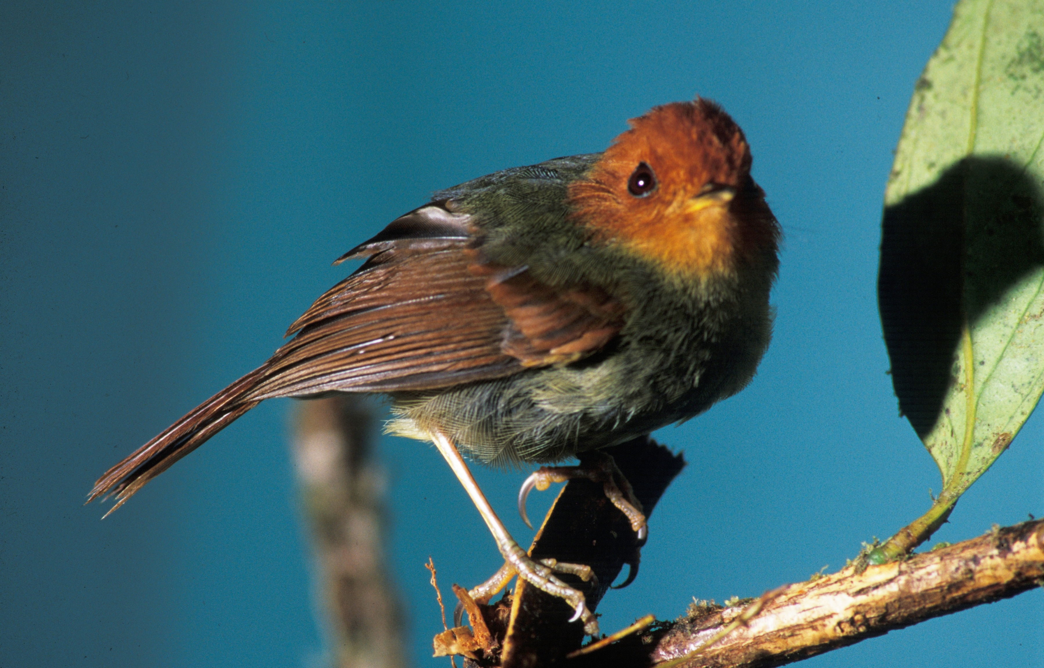 Rufous-headed Pygmy-tyrant wallpaper