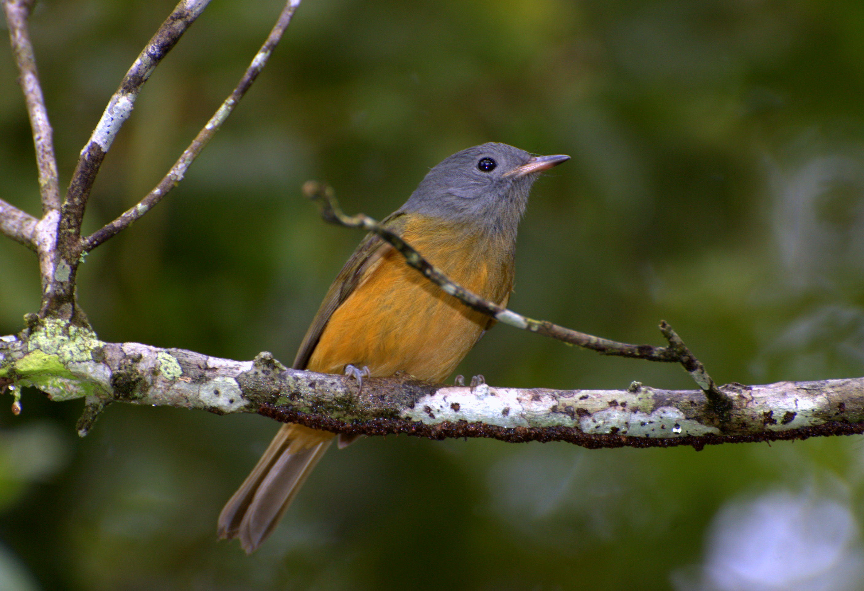 Grey-hooded Flycatcher wallpaper