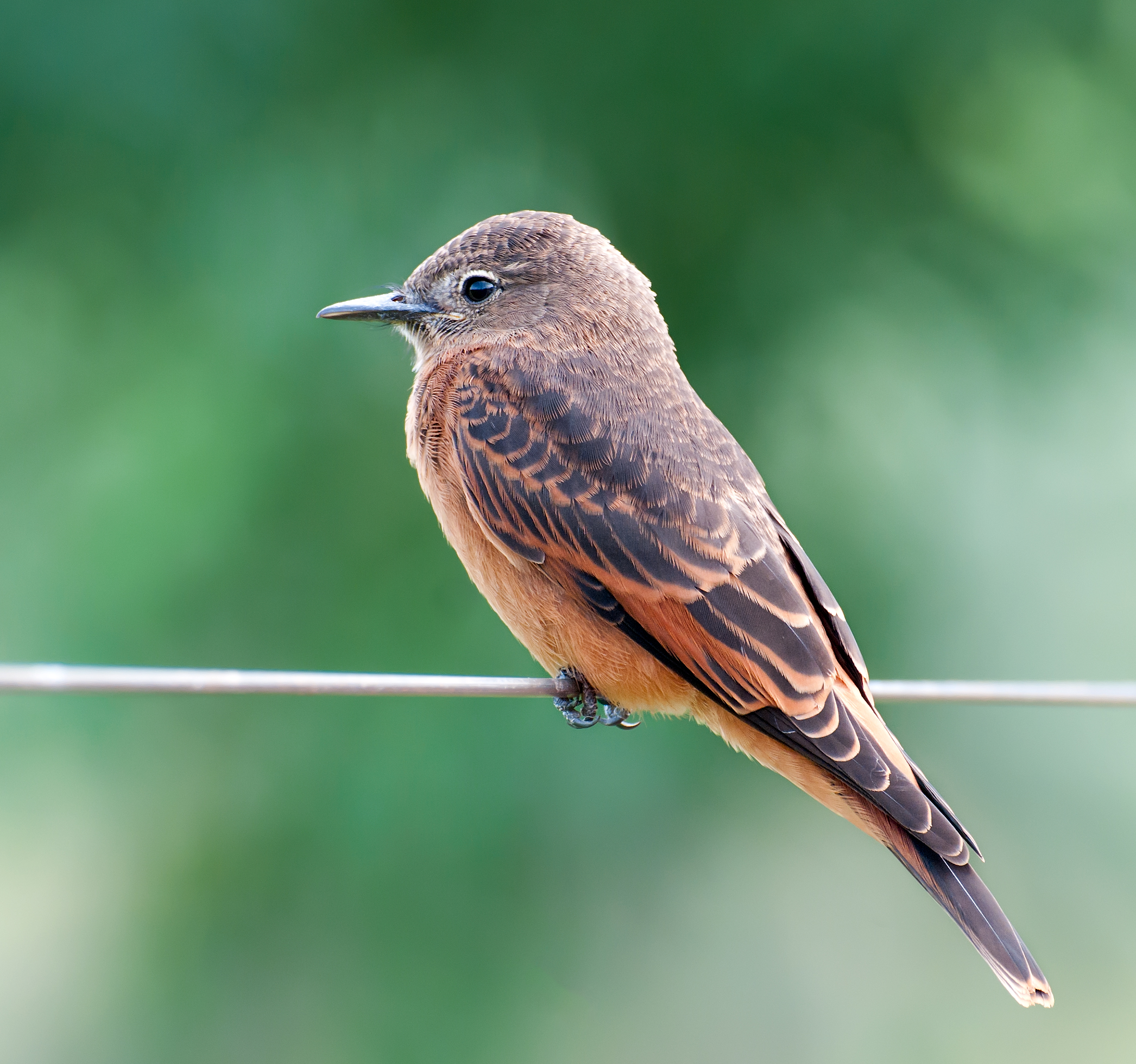 Cliff Flycatcher wallpaper