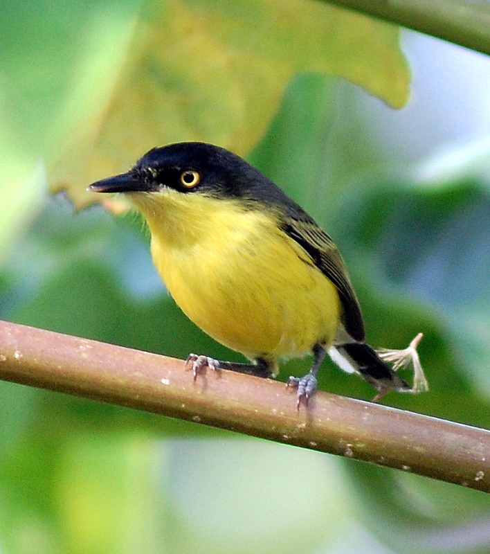 Common Tody-flycatcher wallpaper