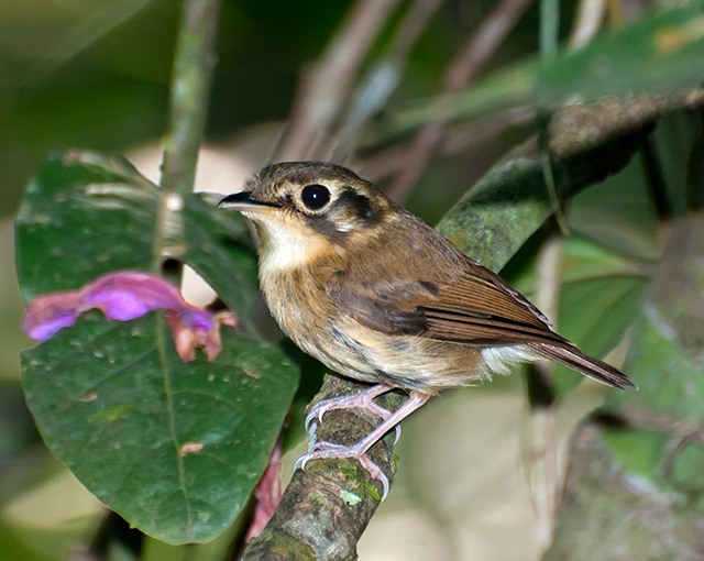 White-throated Spadebill wallpaper