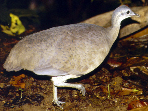 Great Tinamou wallpaper