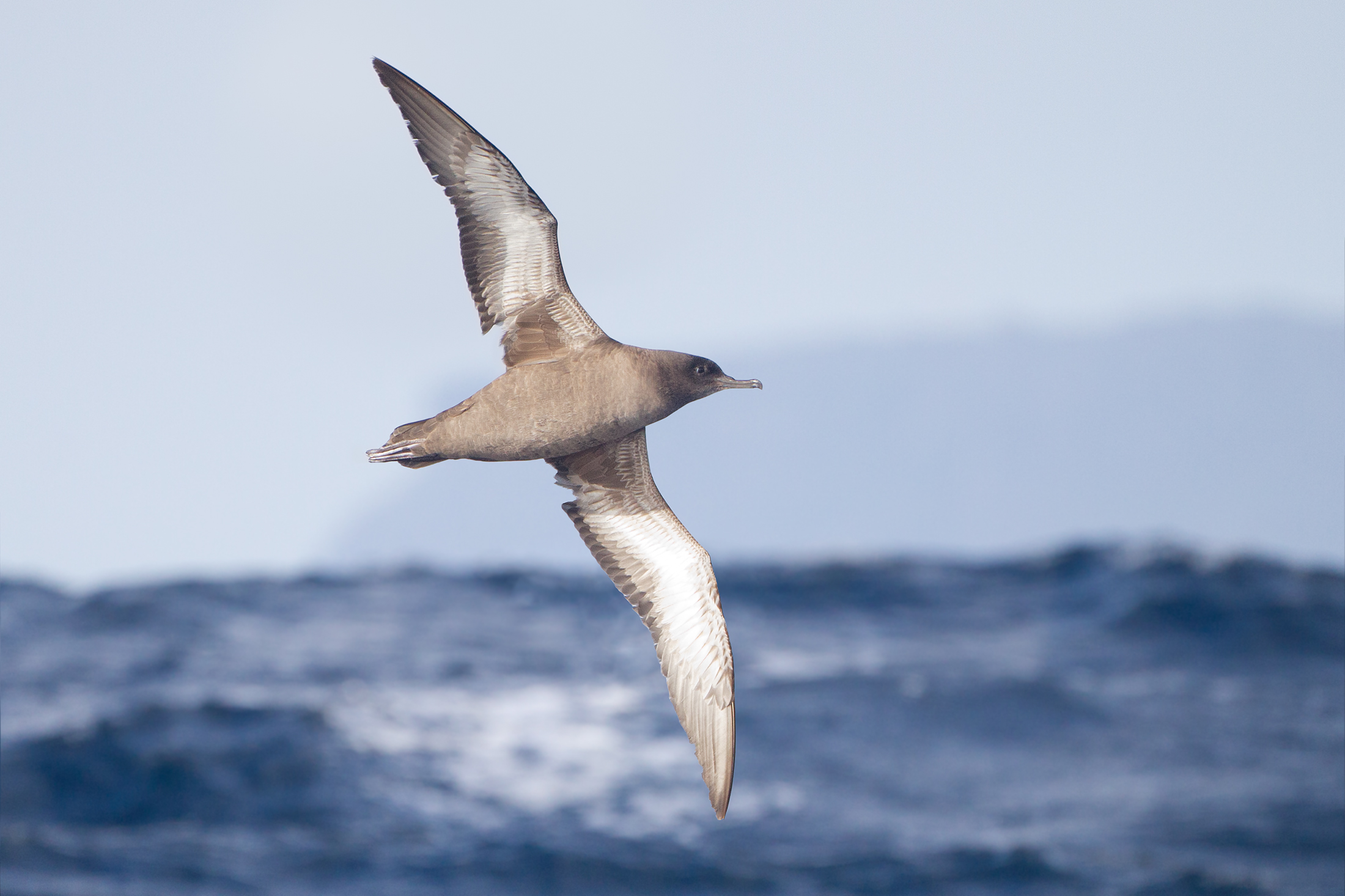 Sooty Shearwater wallpaper