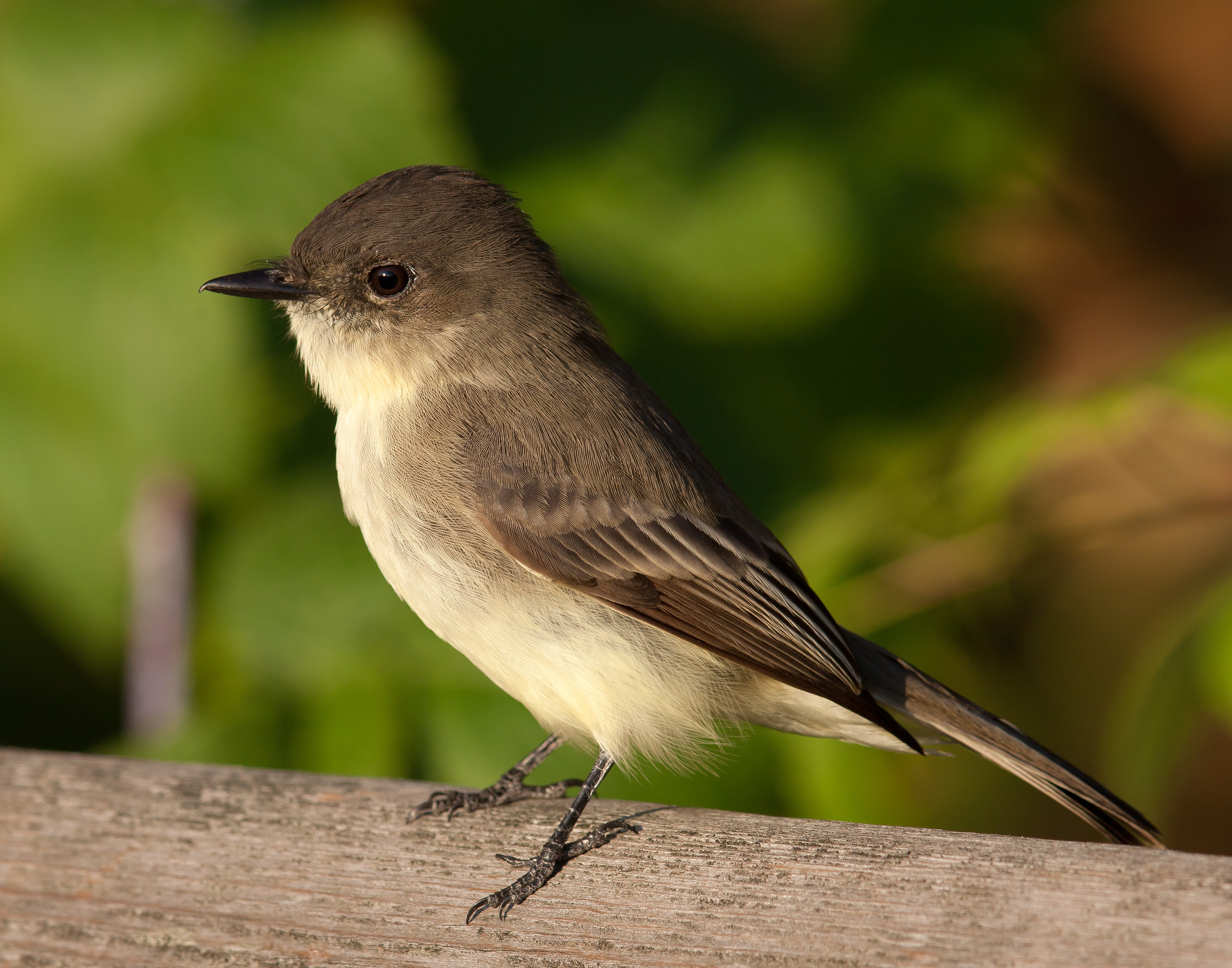 Eastern Phoebe wallpaper