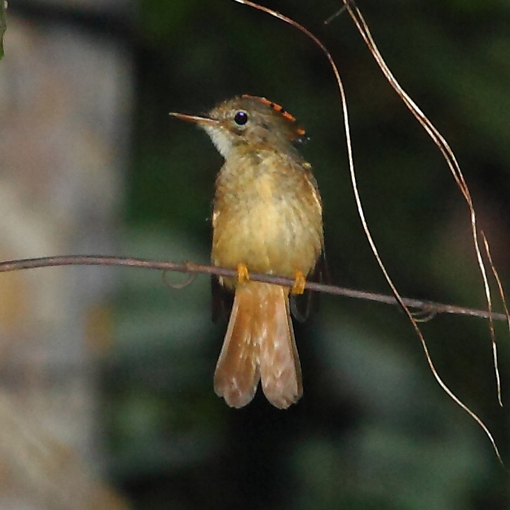 Royal Flycatcher wallpaper