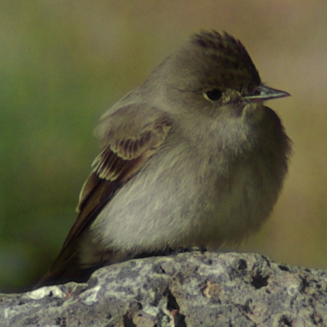 Western Wood Pewee wallpaper