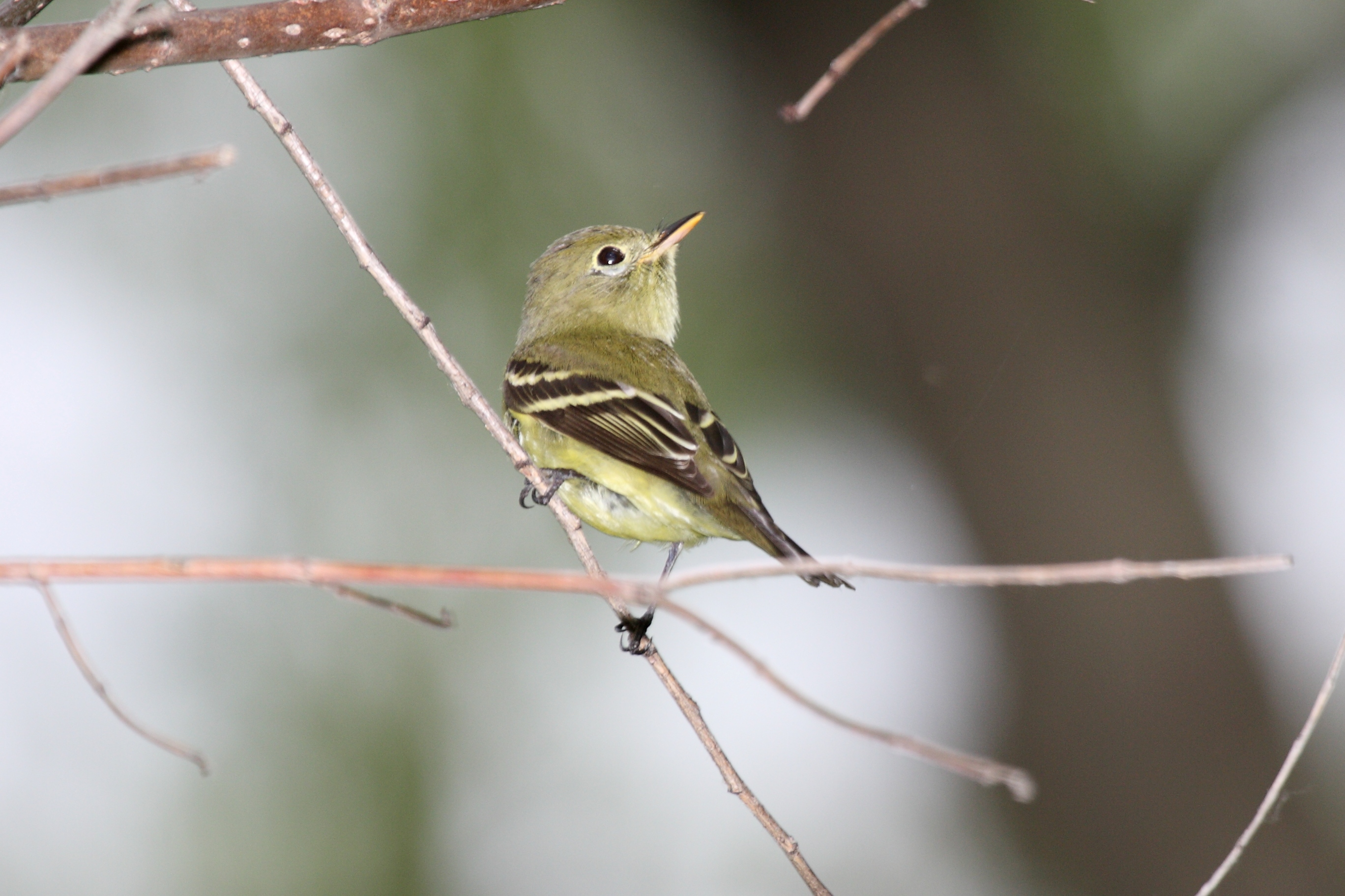 Yellow-bellied Flycatcher wallpaper