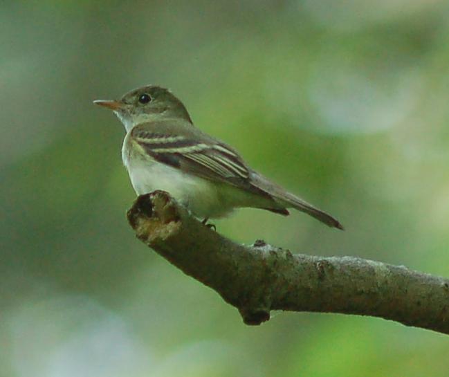 Acadian Flycatcher wallpaper