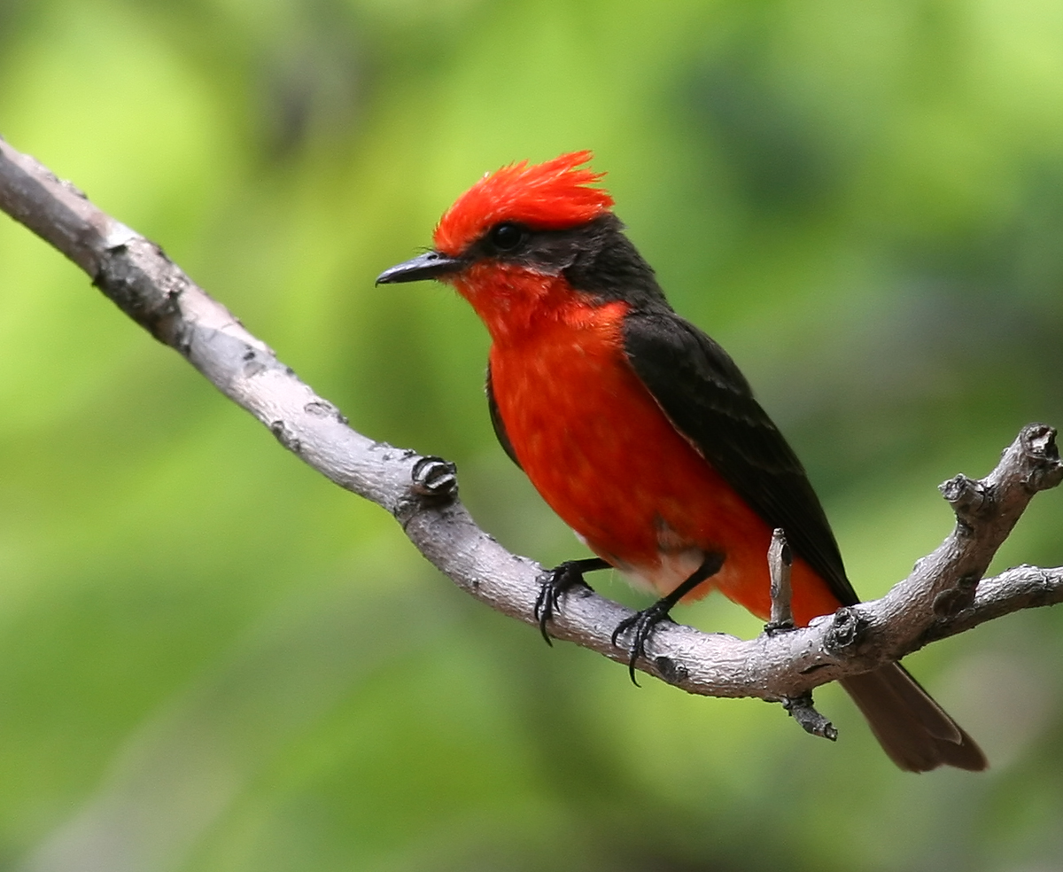 Vermilion Flycatcher wallpaper