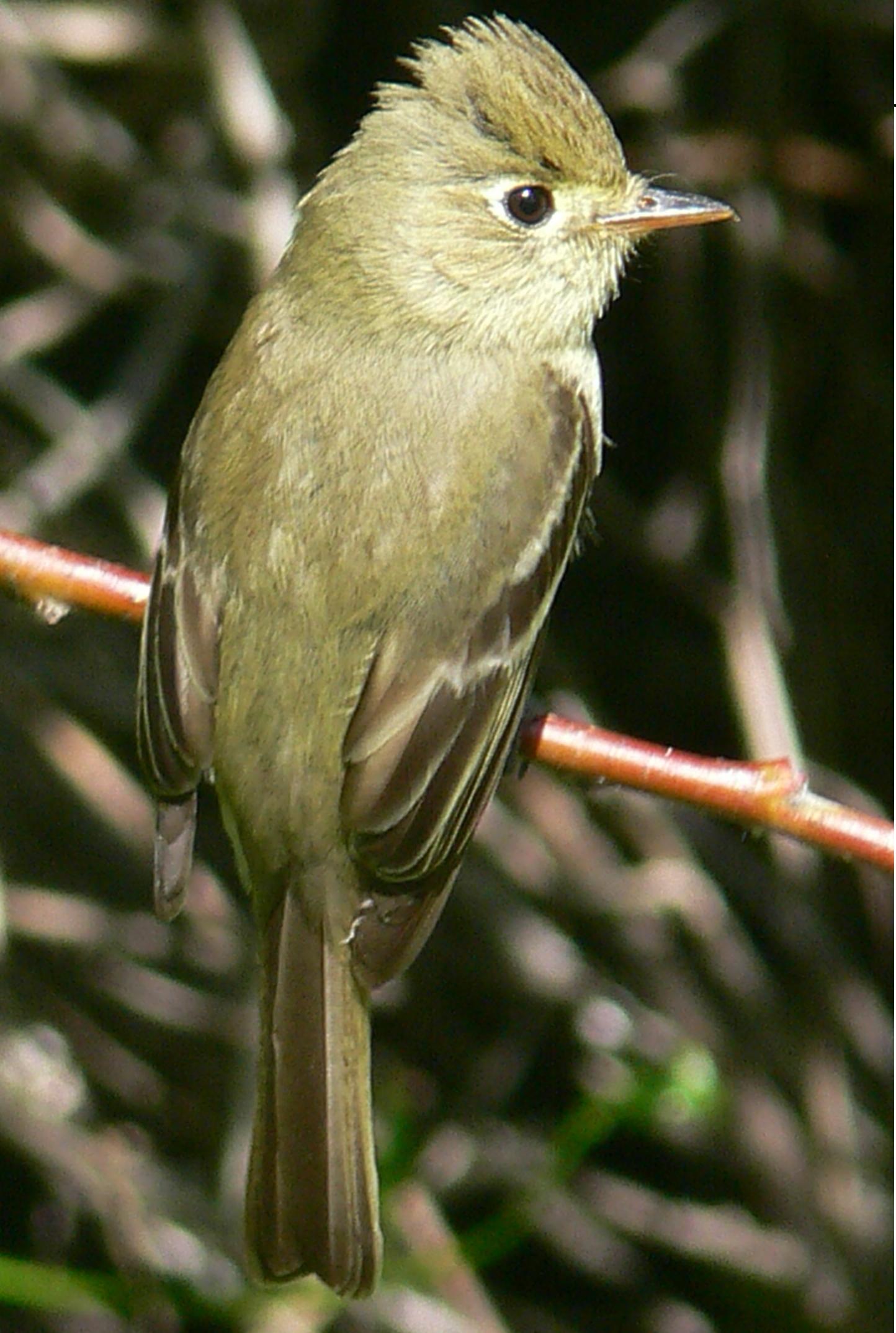 Pacific-slope Flycatcher wallpaper