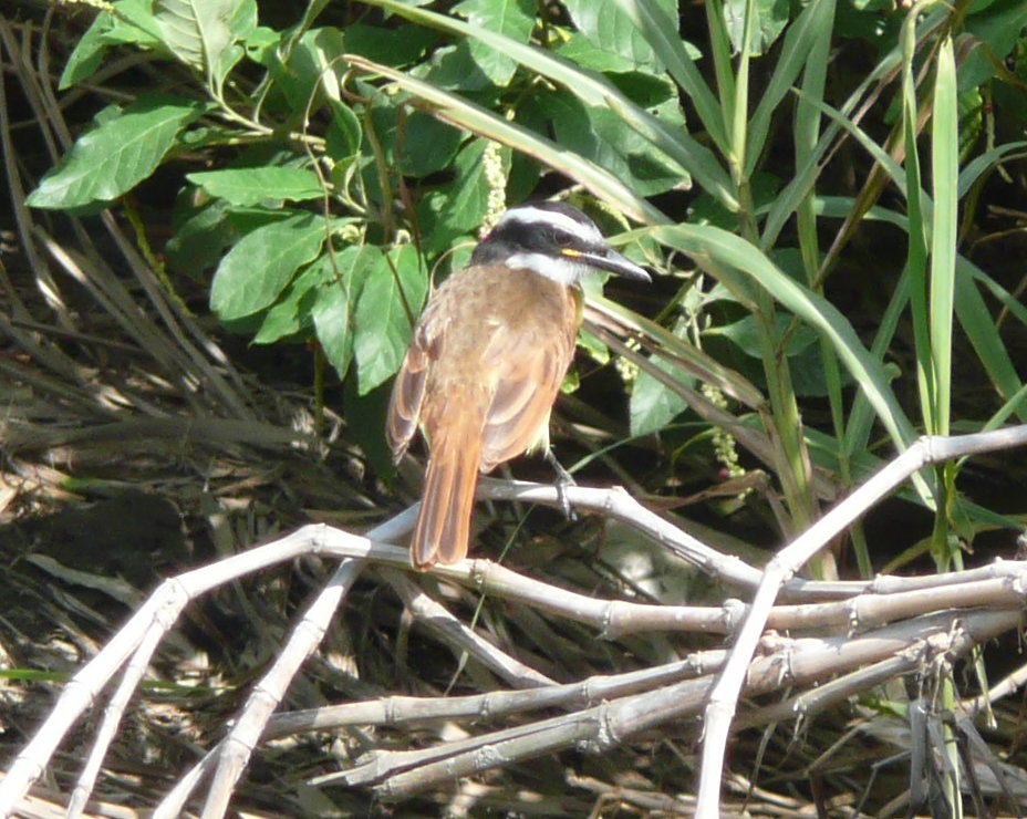 Boat-billed Flycatcher wallpaper