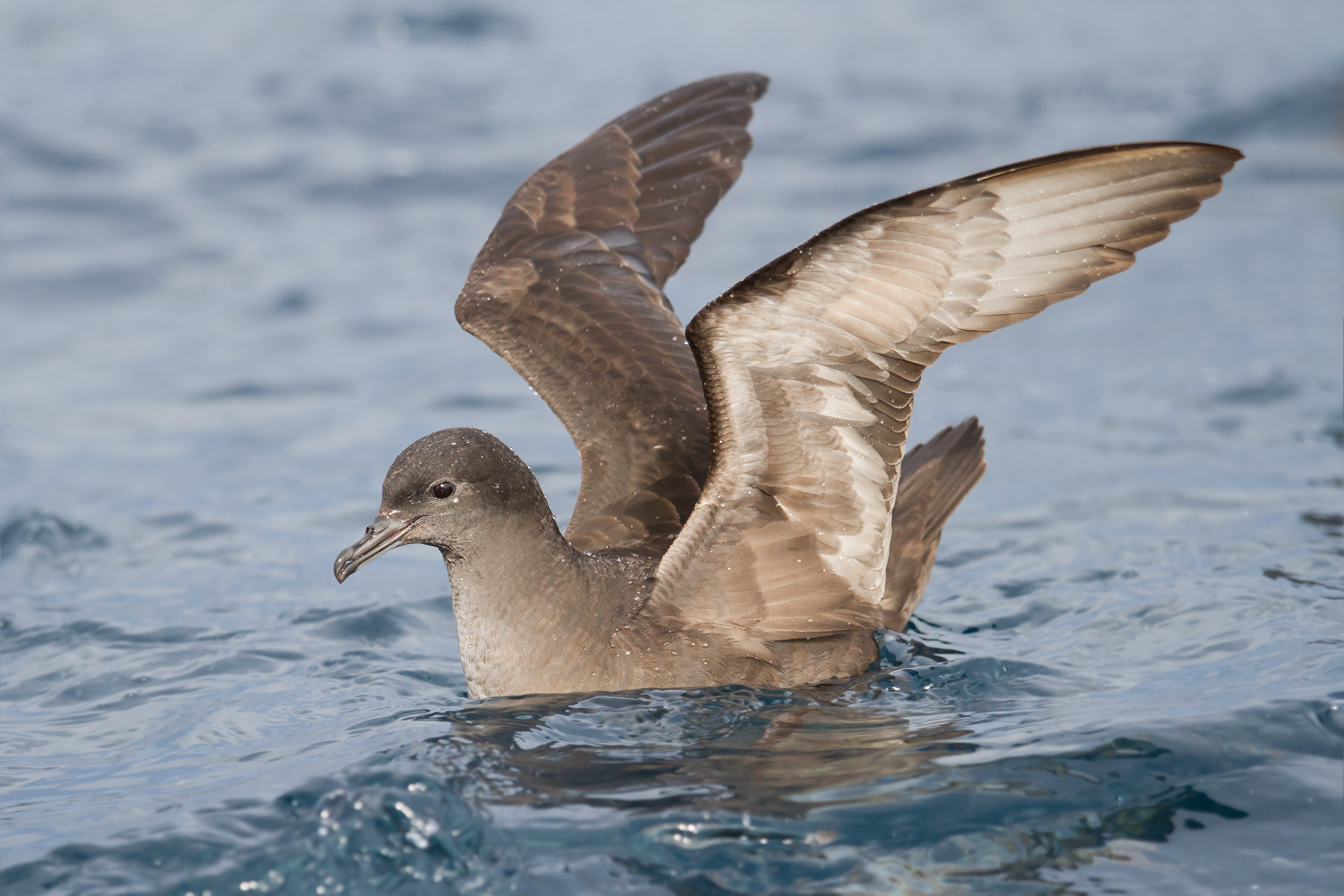 Short-tailed Shearwater wallpaper