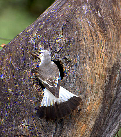 White-rumped Monjita wallpaper