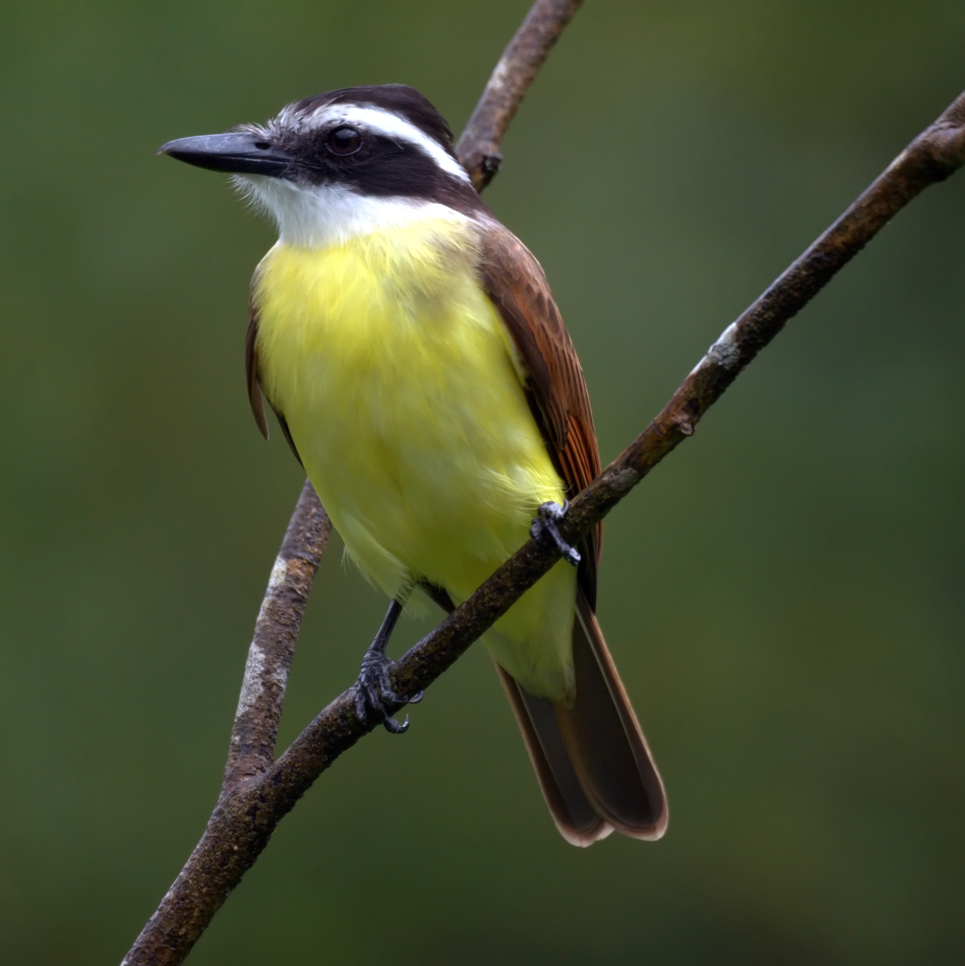 Great Kiskadee wallpaper