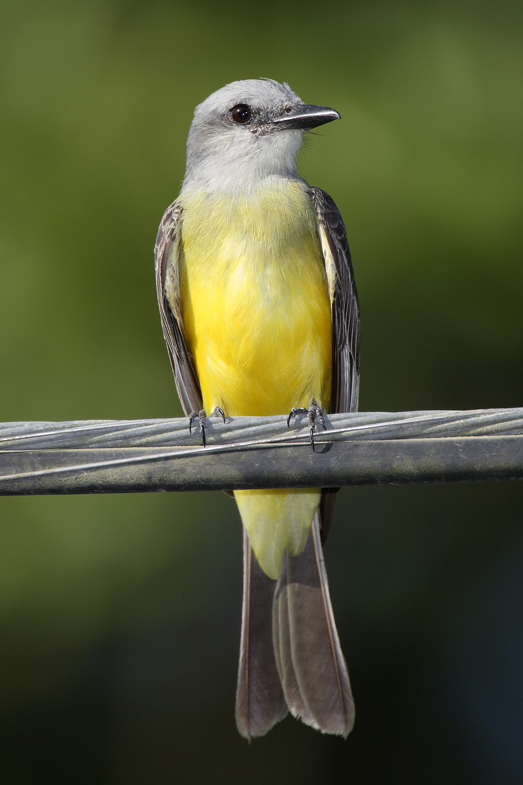 Tropical Kingbird wallpaper