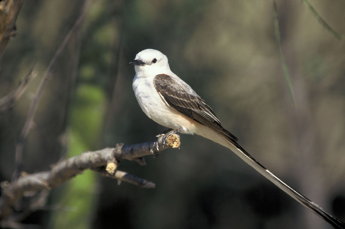 Scissor-tailed Flycatcher wallpaper