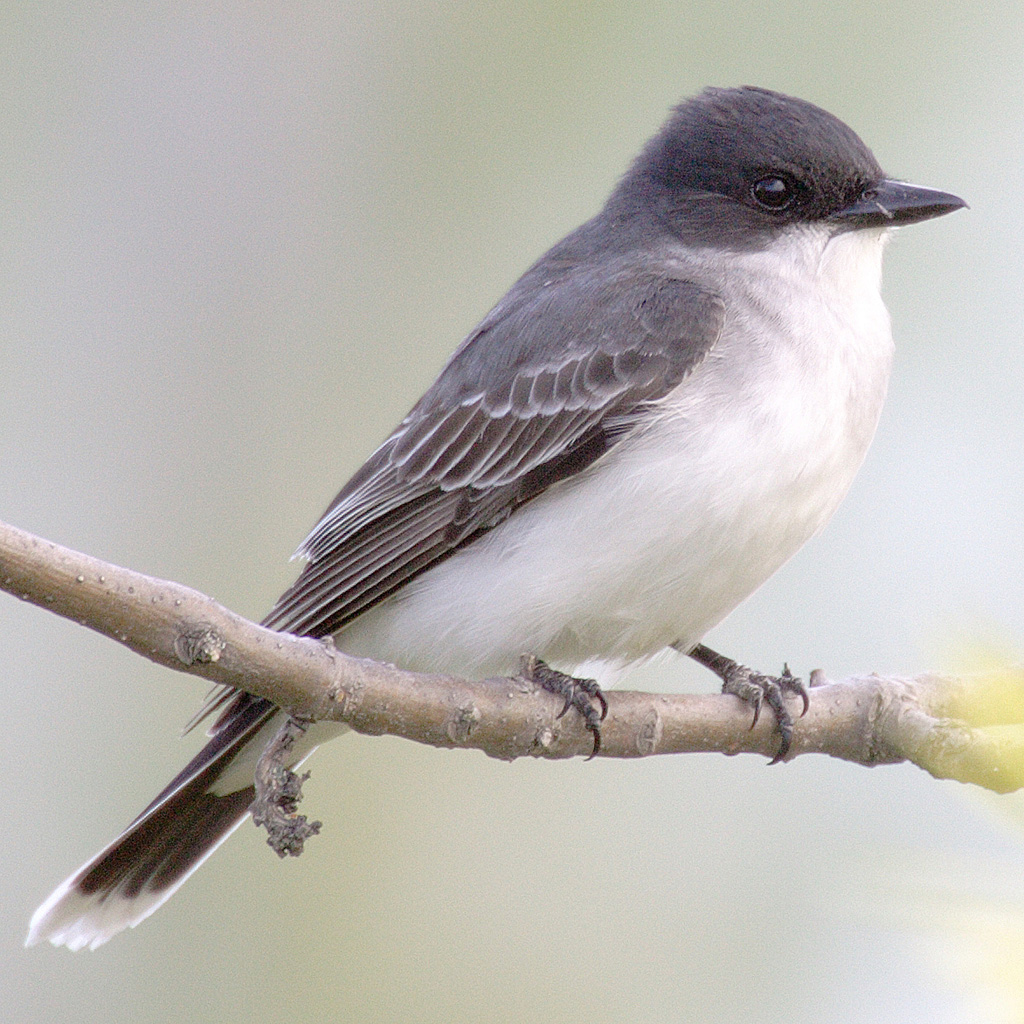 Eastern Kingbird wallpaper