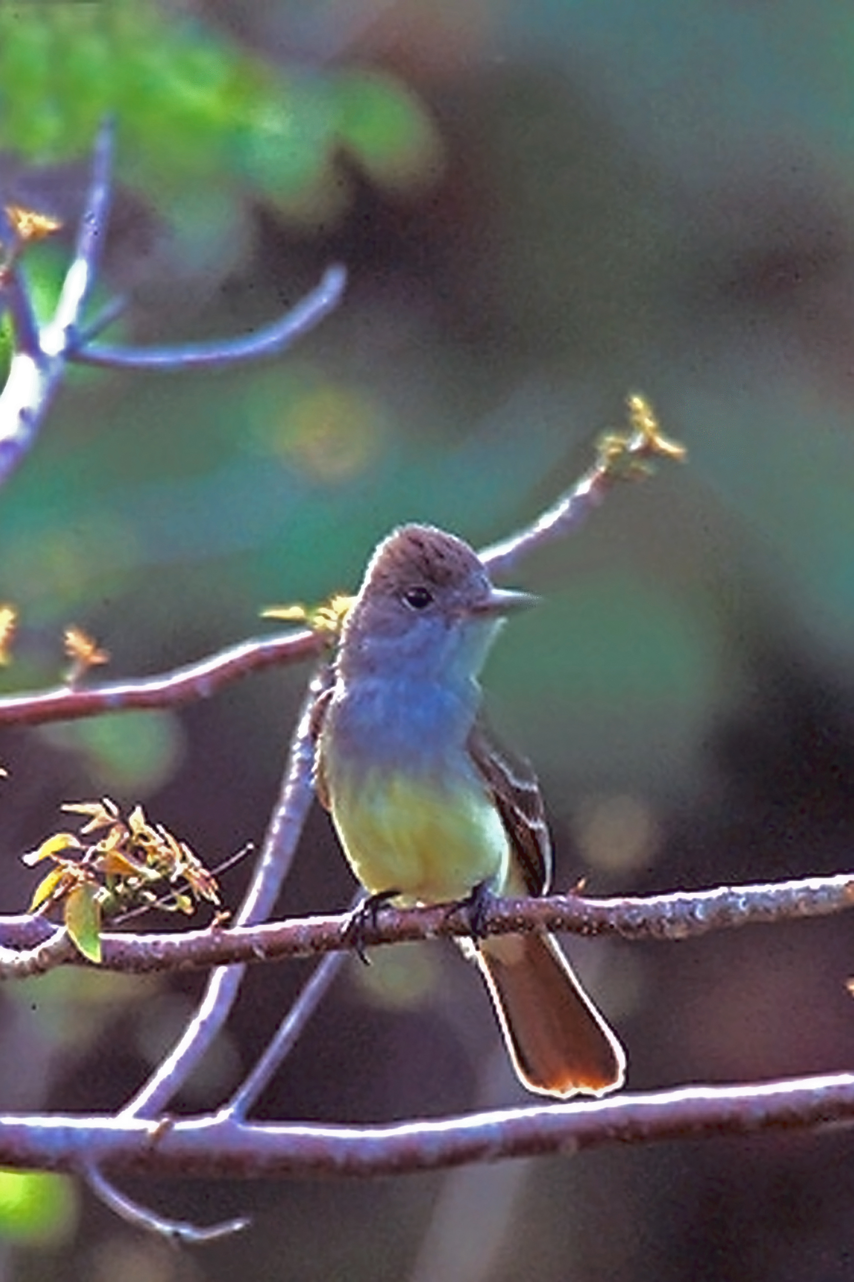 Great Crested Flycatcher wallpaper