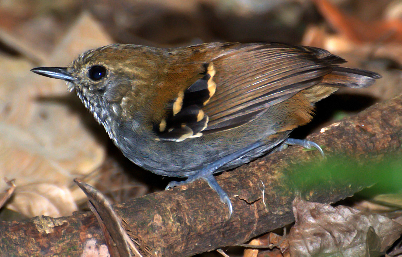 Star-throated Antwren wallpaper