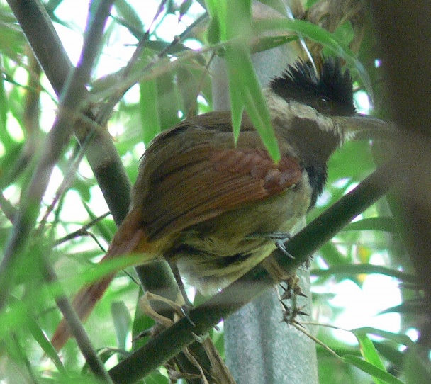 White-bearded Antshrike wallpaper