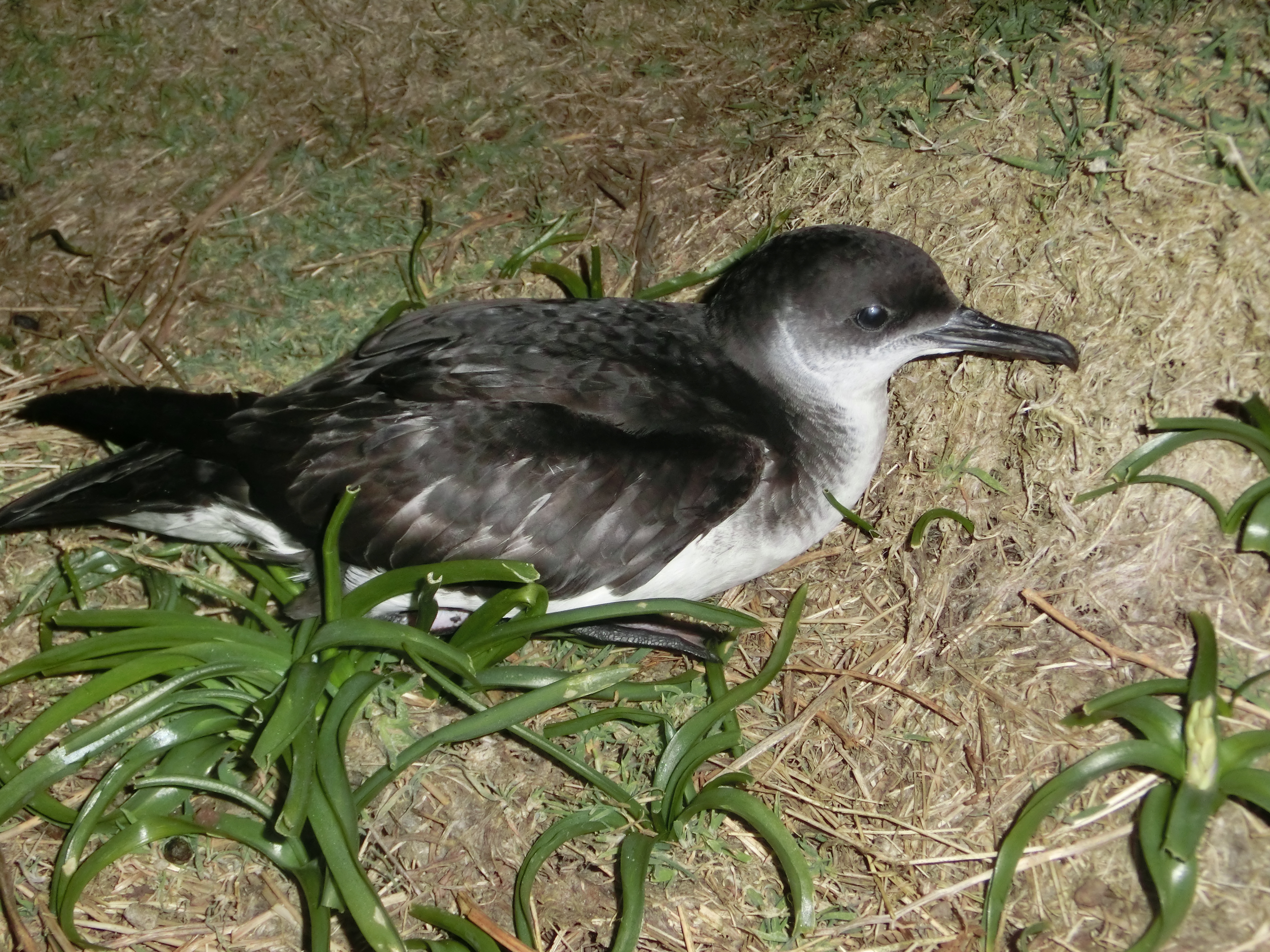 Manx Shearwater wallpaper