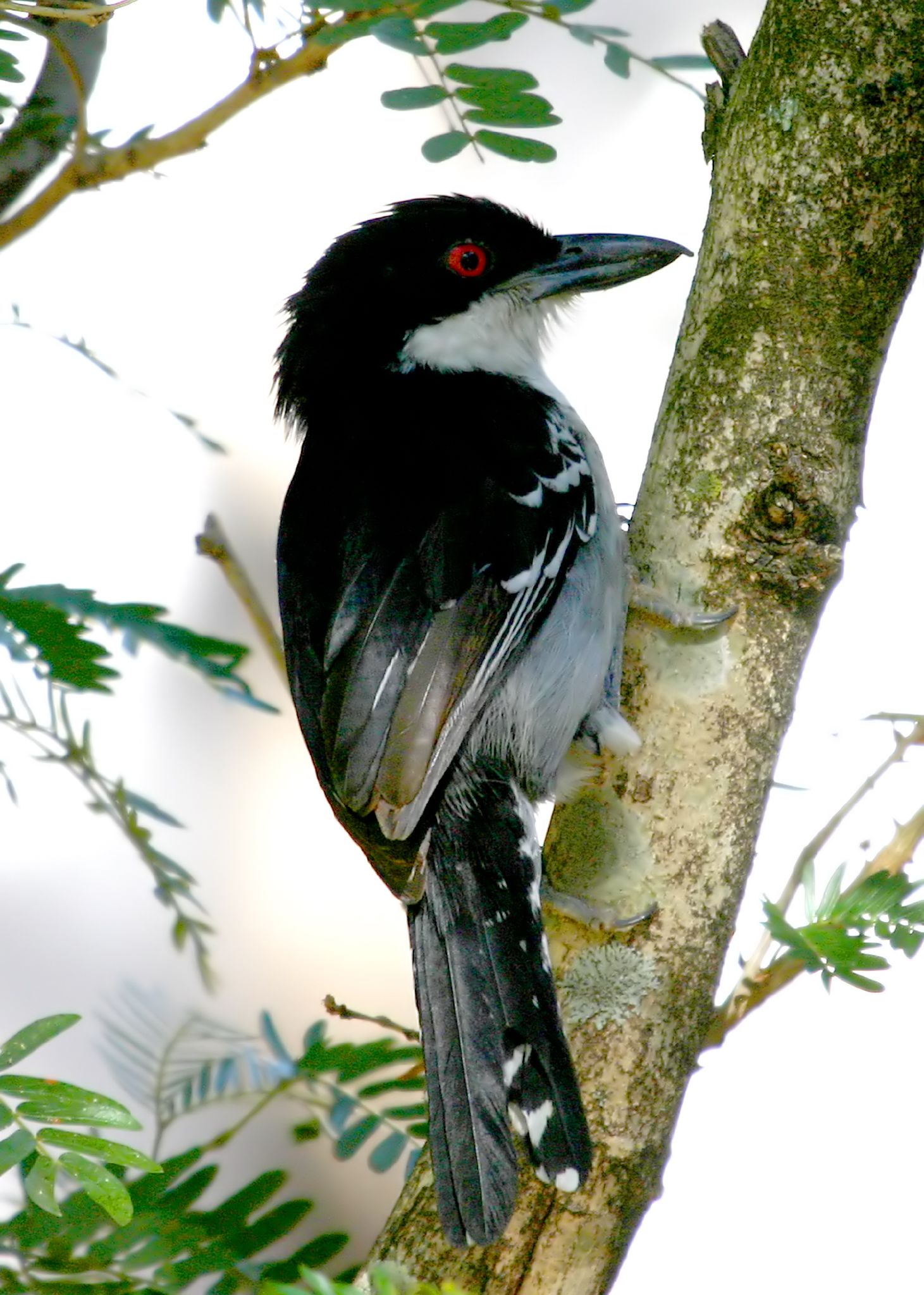 Great Antshrike wallpaper