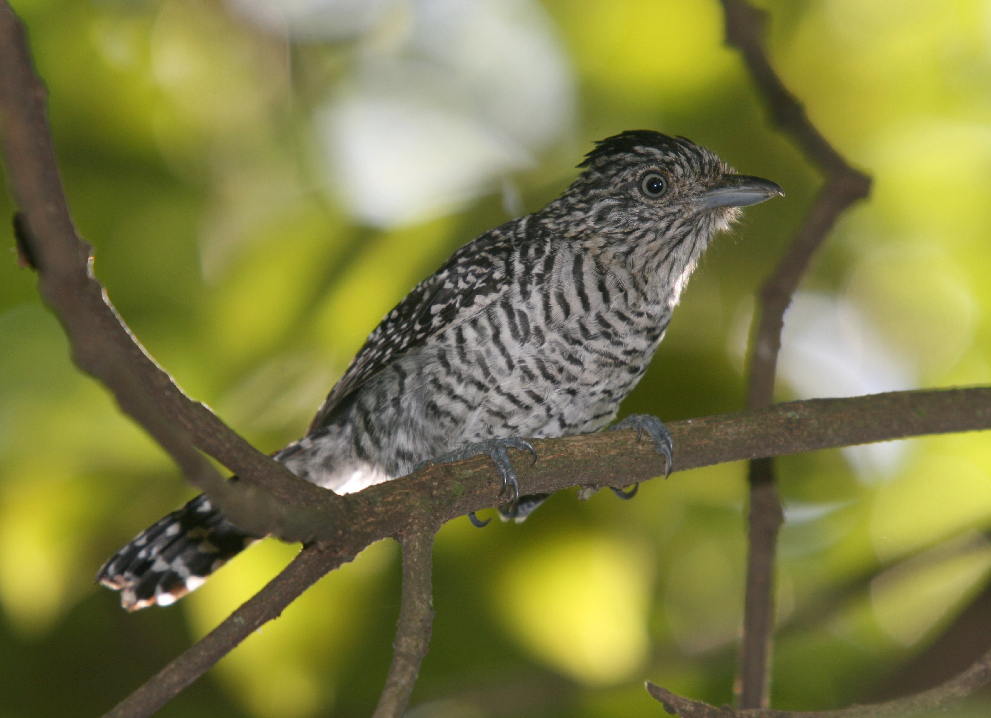 Barred Antshrike wallpaper