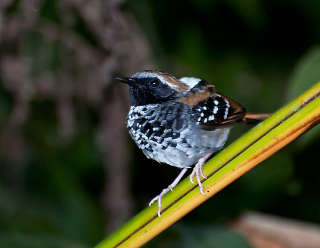 Squamate Antbird wallpaper