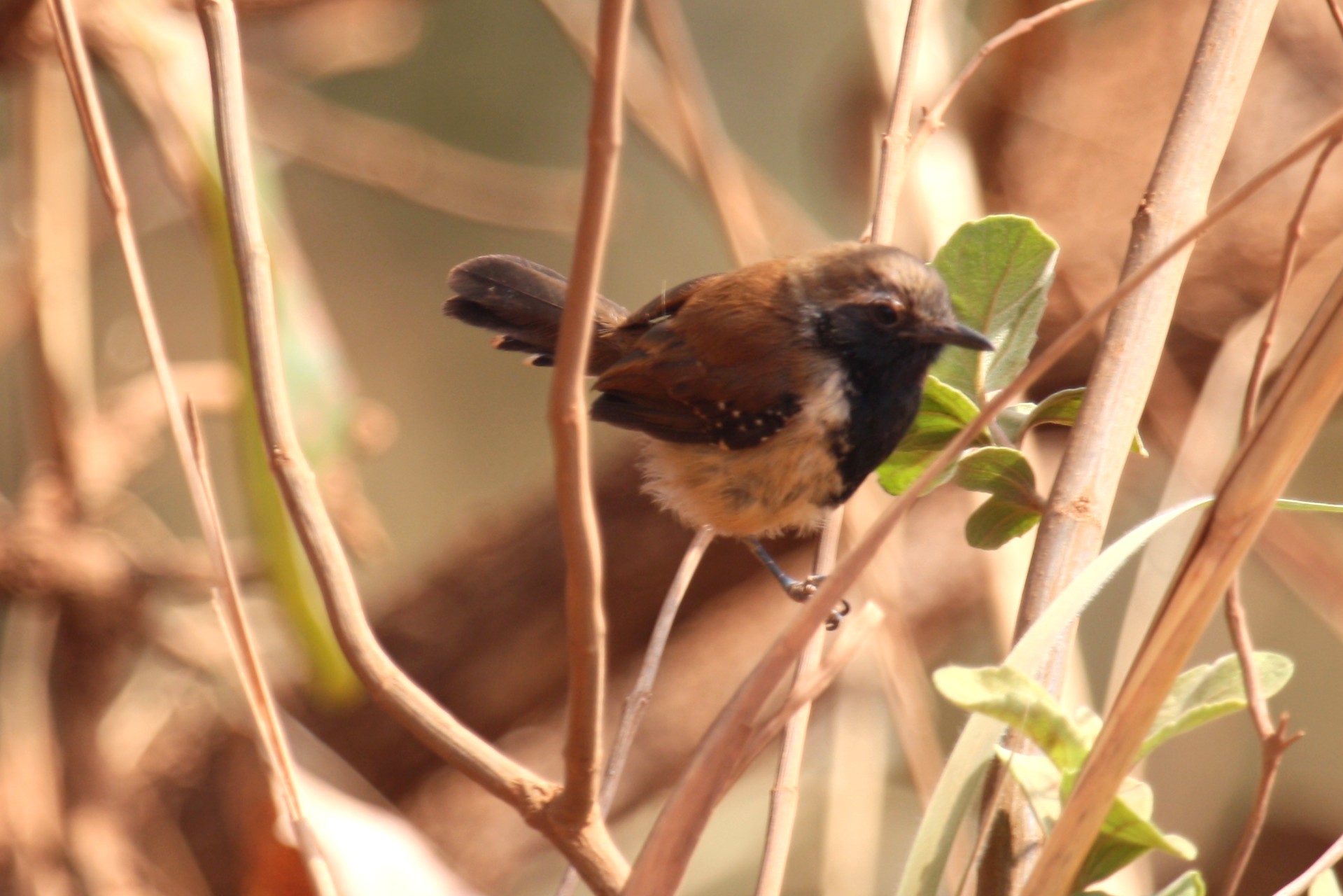 Rusty-backed Antwren wallpaper