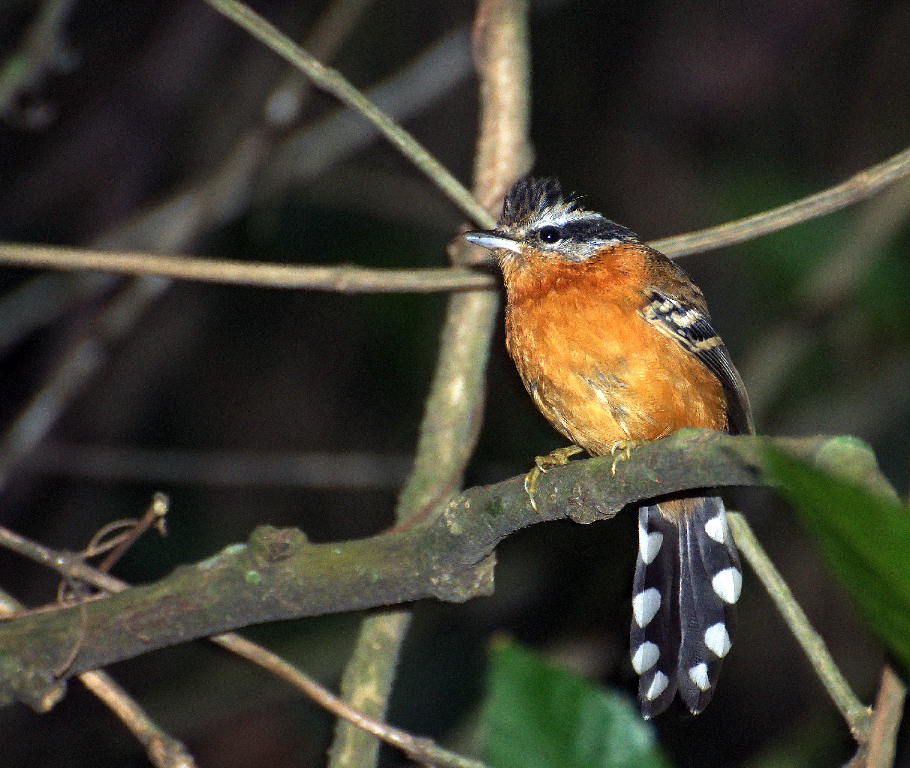 Ferruginous Antbird wallpaper