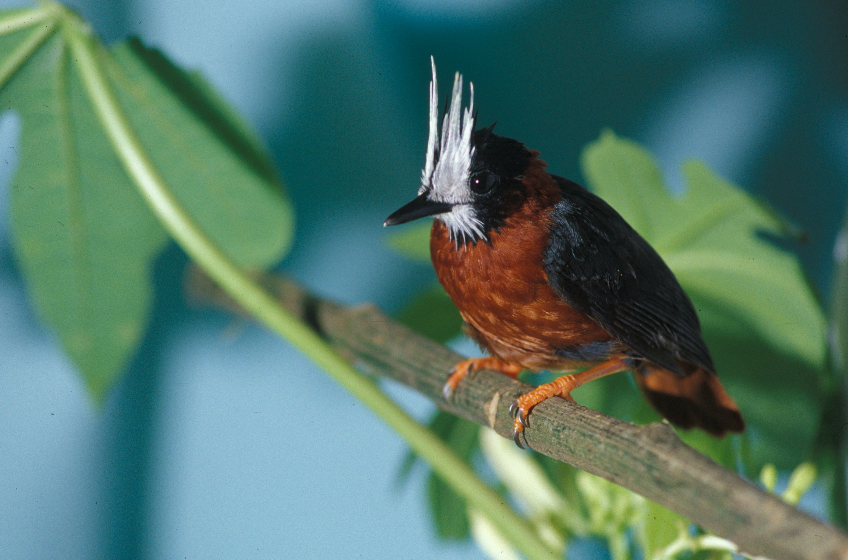 White-plumed Antbird wallpaper