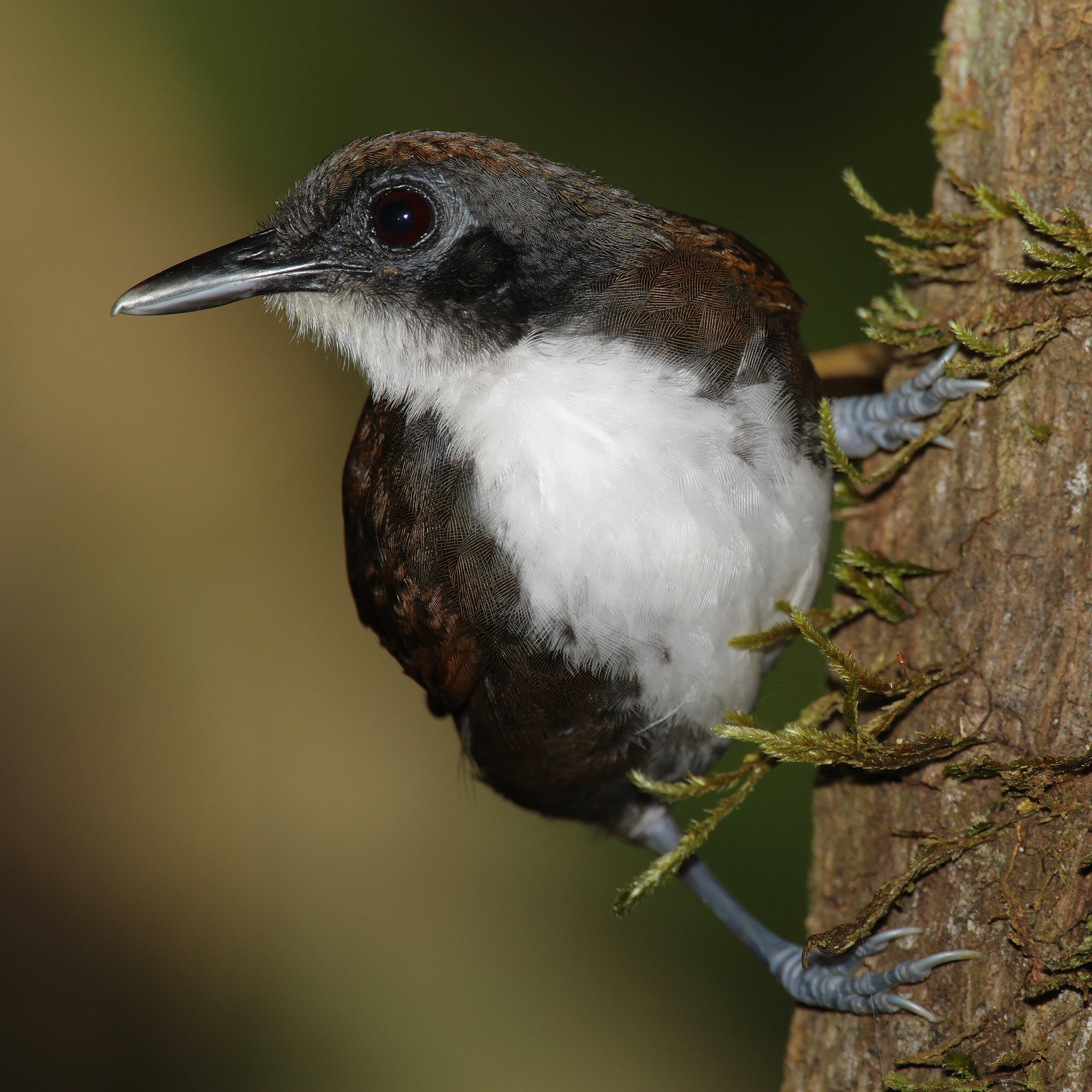 Bicoloured Antbird wallpaper