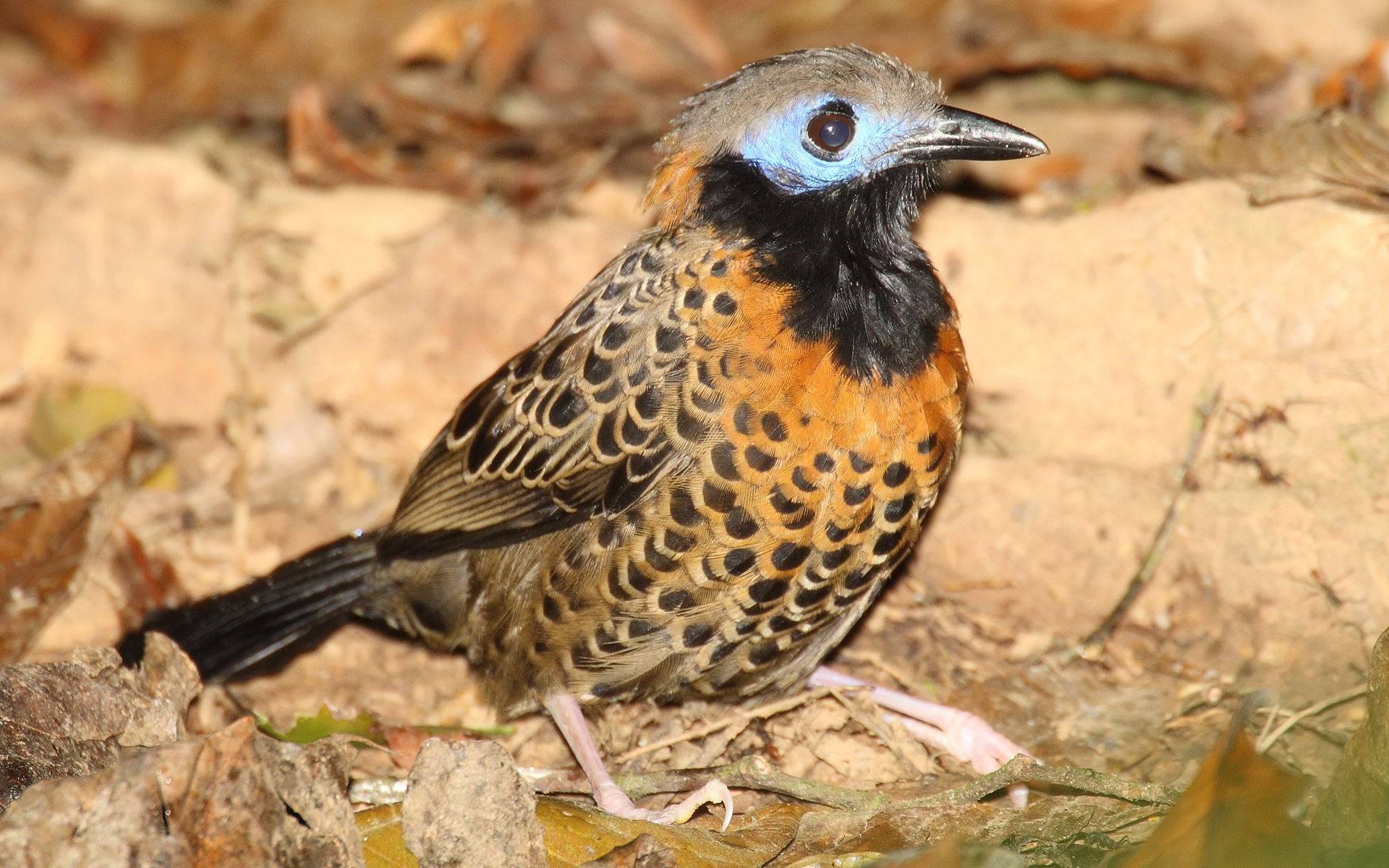 Ocellated Antbird wallpaper