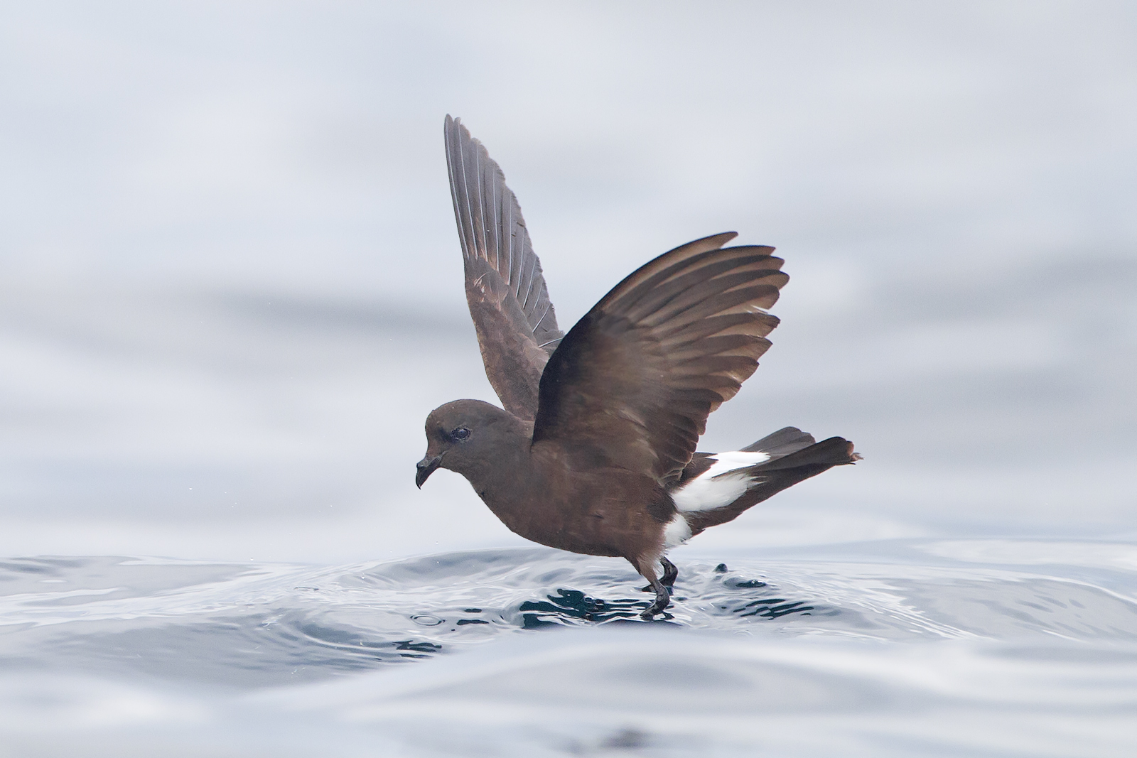 Wilson's Storm Petrel wallpaper