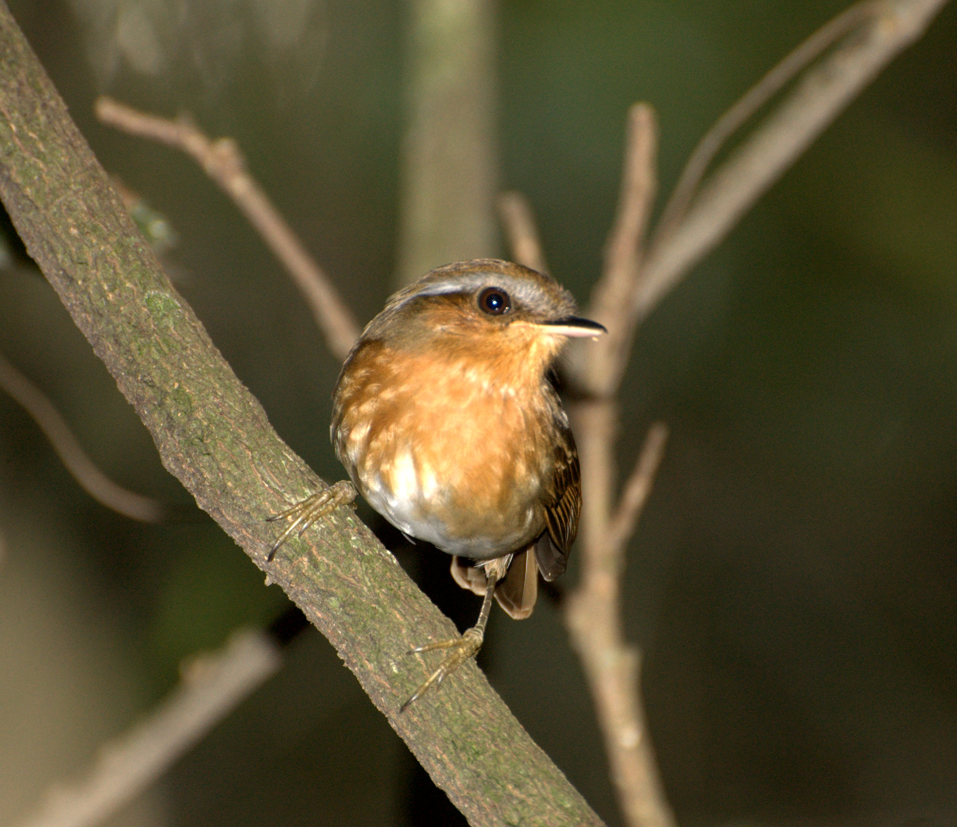 Rufous Gnateater wallpaper