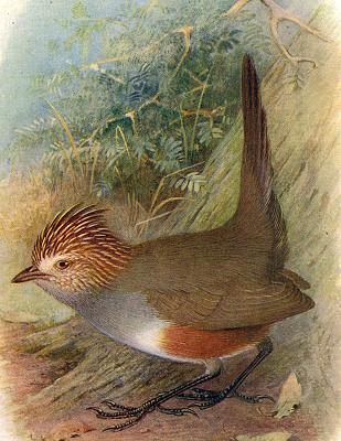 Unicoloured Tapaculo wallpaper