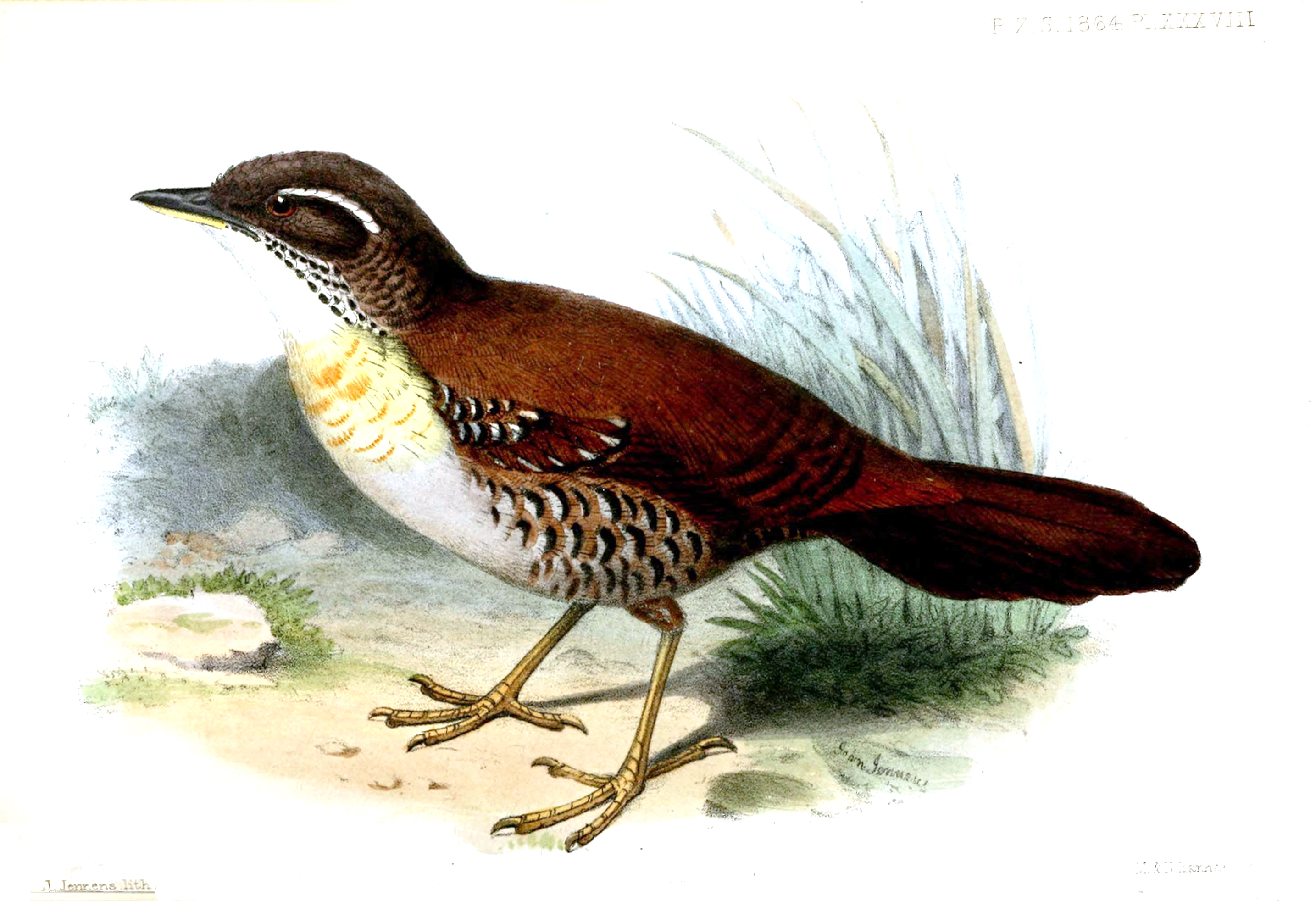 Rusty-belted Tapaculo wallpaper