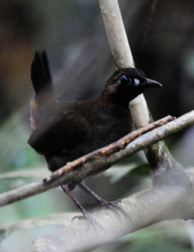 Black-faced Antthrush wallpaper