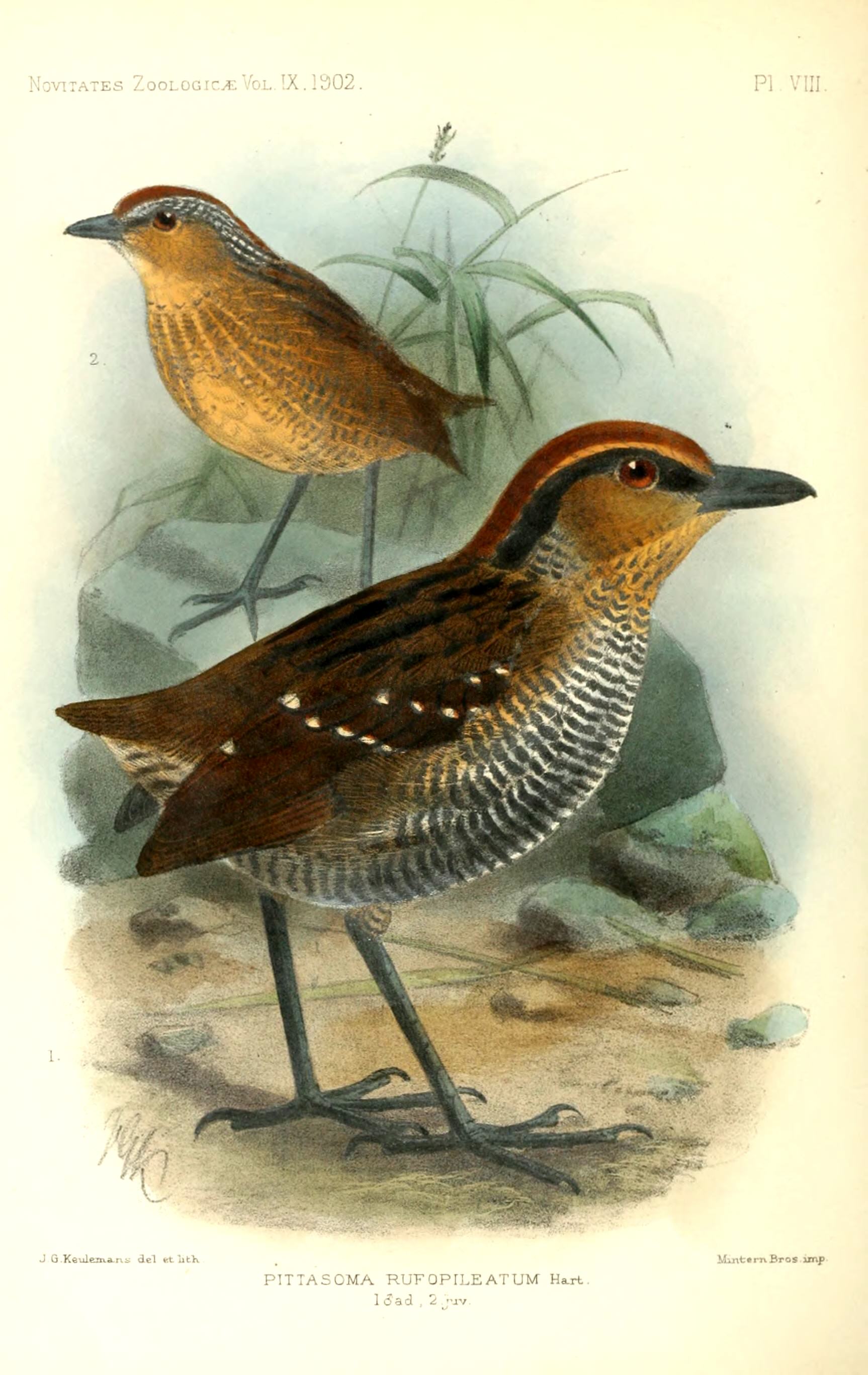 Rufous-crowned Antpitta wallpaper