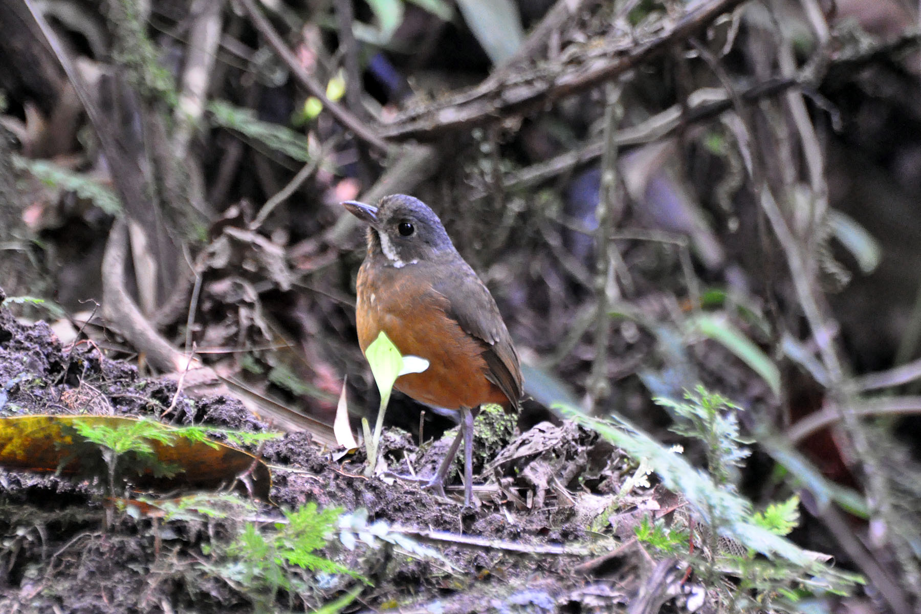 Moustached Antpitta wallpaper