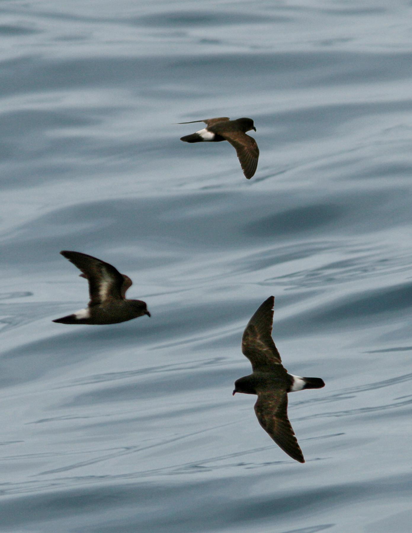 European Storm Petrel wallpaper