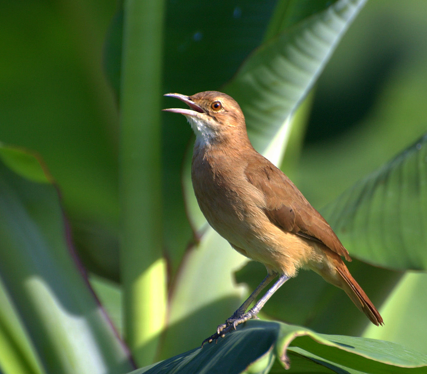 Rufous Hornero wallpaper