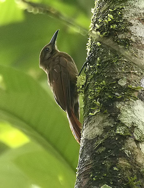 Plain-brown Woodcreeper wallpaper