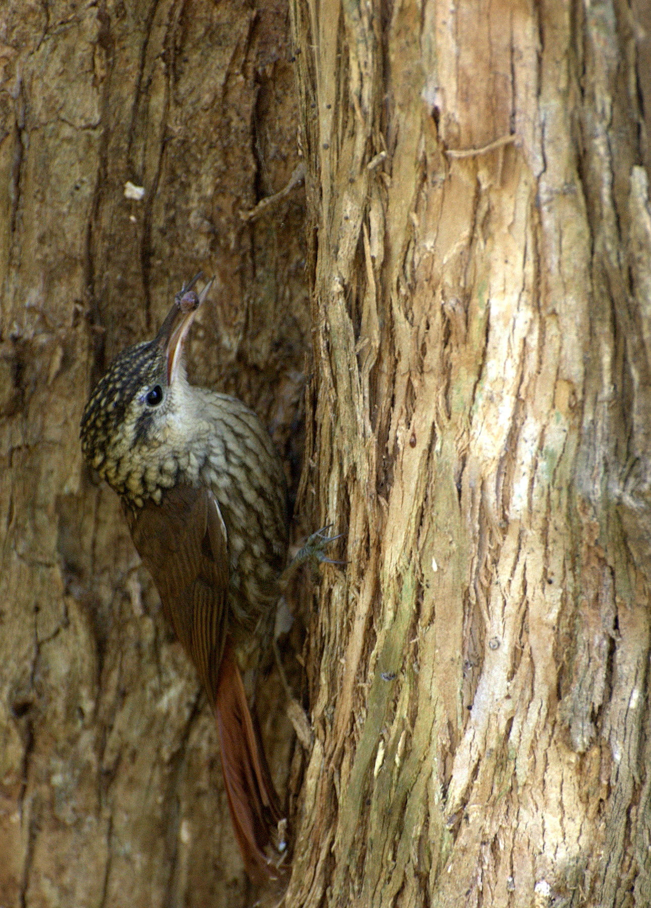 Scalloped Woodcreeper wallpaper