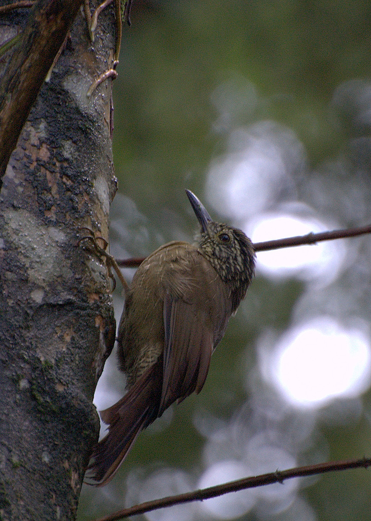 Planalto Woodcreeper wallpaper